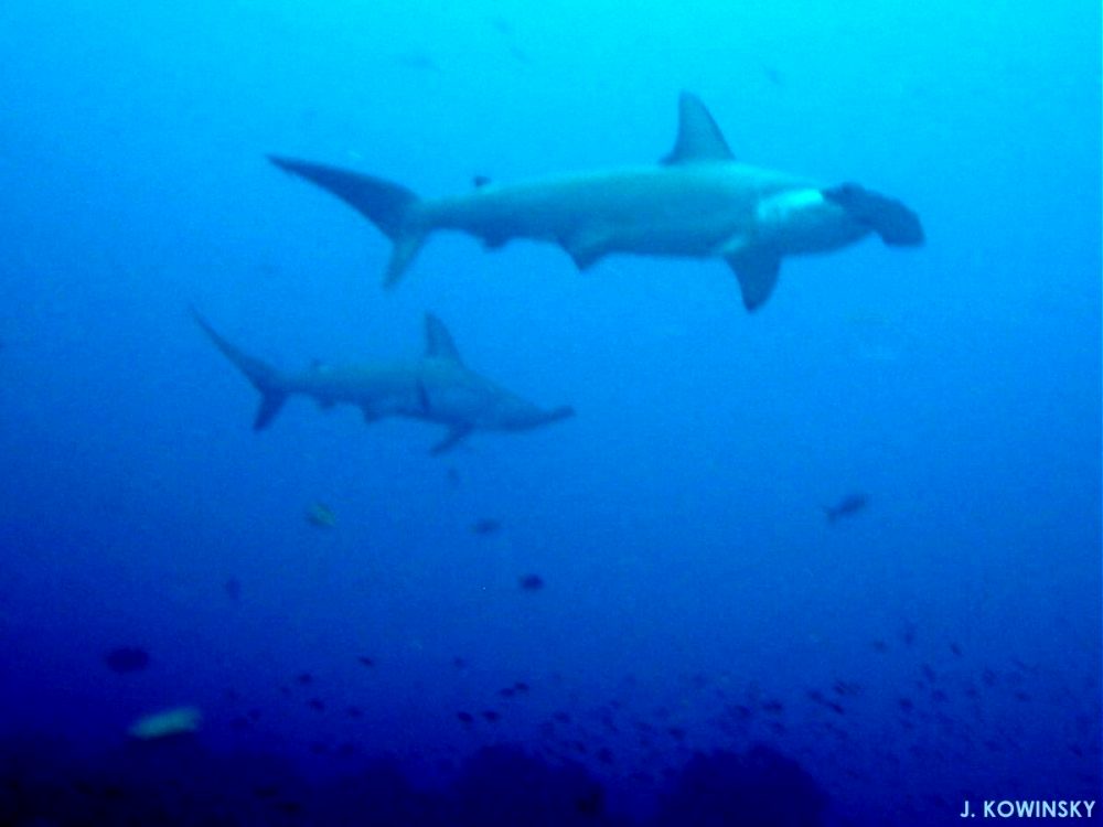 Scalloped hammerheads are unique in that females tend to school together during the daytime. In the Galapagos, schools of hundreds of hammerheads can readily be seen.
