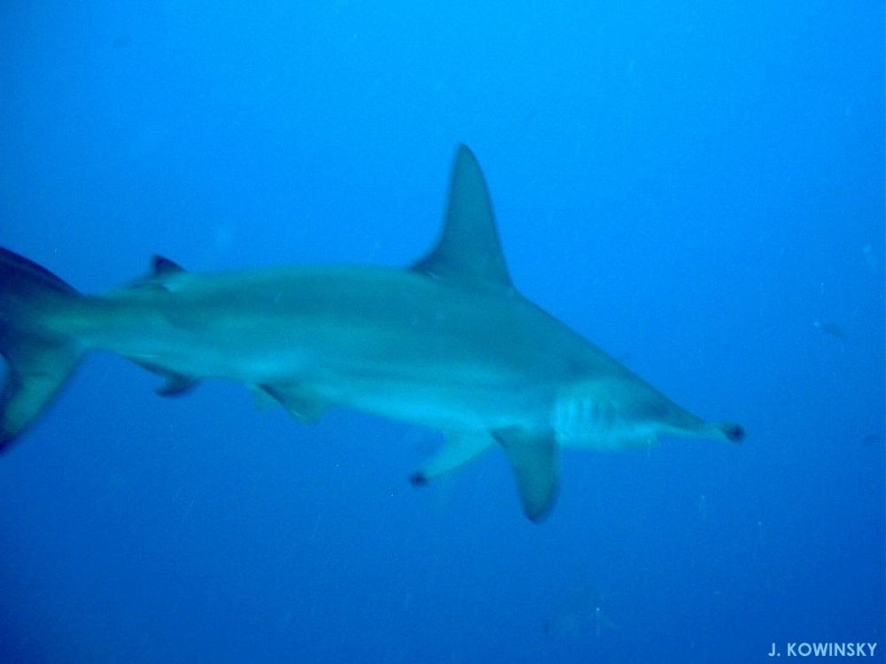 Notice the large dorsal fin on hammerheads.