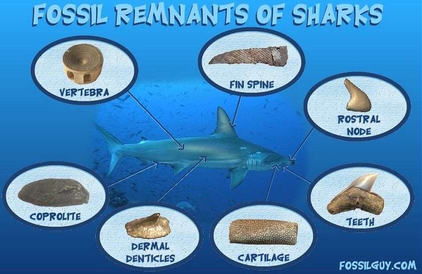 parts of sharks that fossilize - types of shark fossils