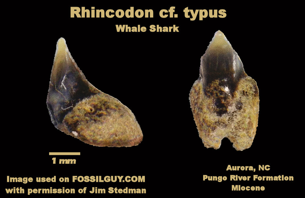 Fossil Whale Shark Tooth from Aurora, NC.  Miocene.