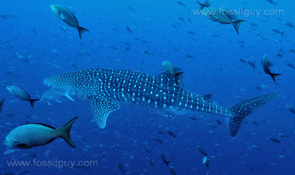 Whale Shark Image from the Galapagos Islands