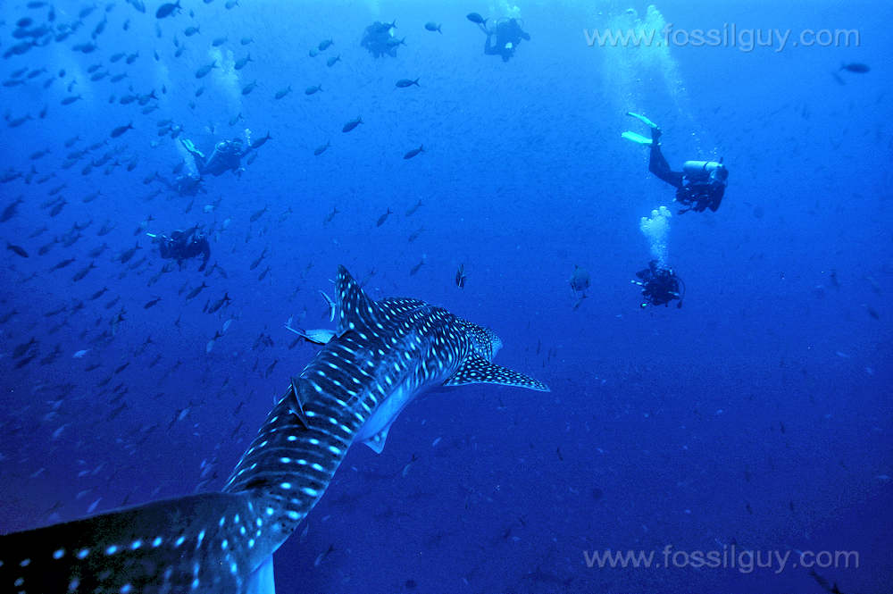 Whale shark image from the Galapagos