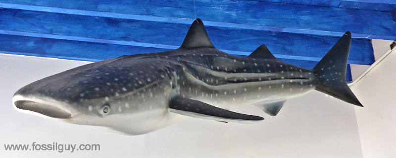 Hammerhead Shark Illustration