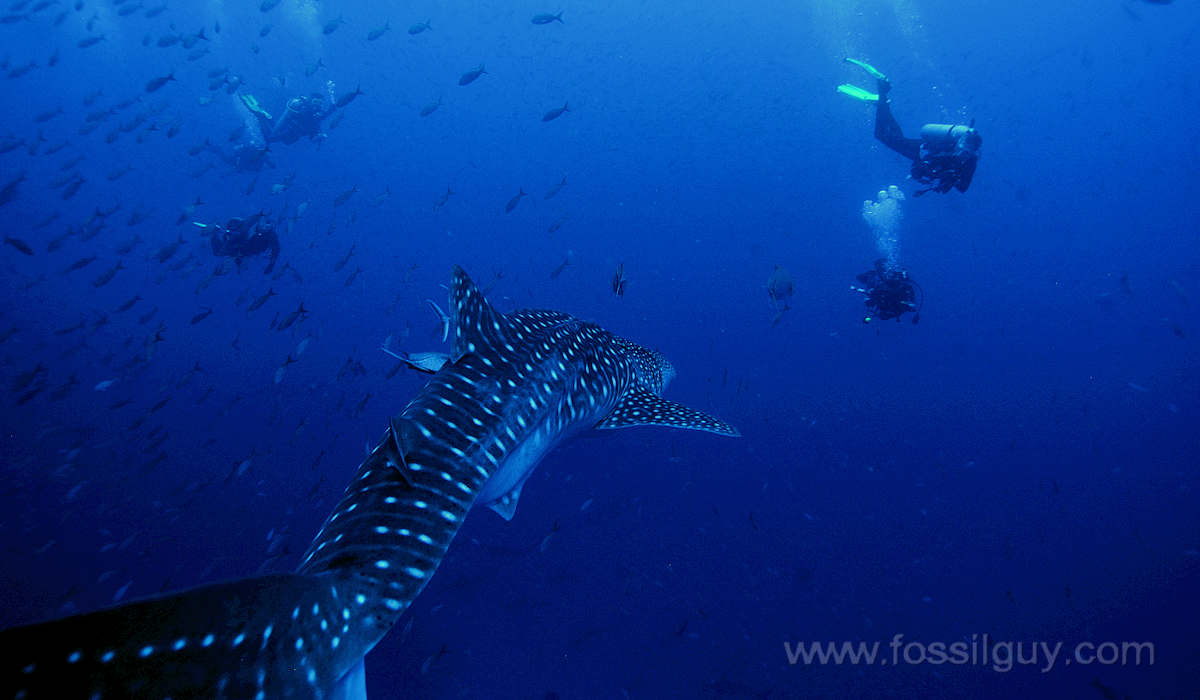 Whale Shark Facts and Information
