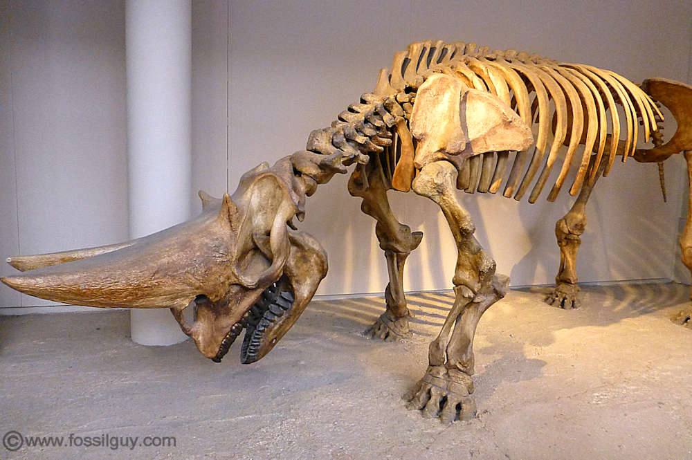 Arsinoitherium zitteli cast on display at the British Museum of Natural History in London