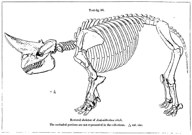 Arsinoitherium zitteli skeletal reconstruction from Andrews 1906 publication