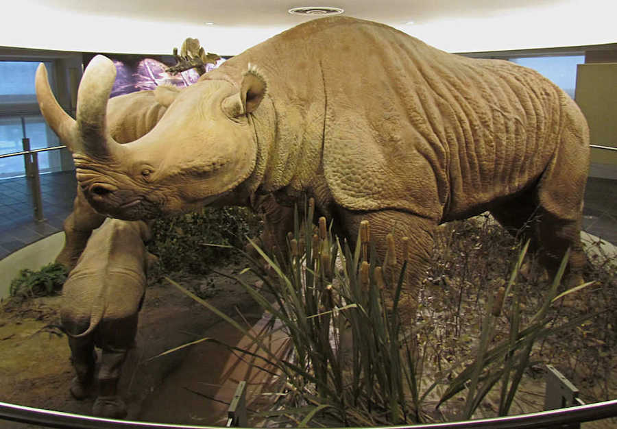 A little too rhino-like lifesize model of a group of Megacerops at the Canadian Museum of Nature, Ottawa, Ontario. Photo by: D. Gordon E. Robertson CC BY-SA 3.0