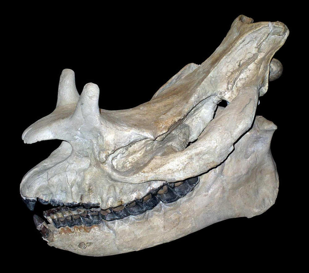 Skull of a Brontotherium (Megacerops coloradensis) on display at Zurich natural history museum.  Image by Rama. (CC BY-SA 2.0 FR)
