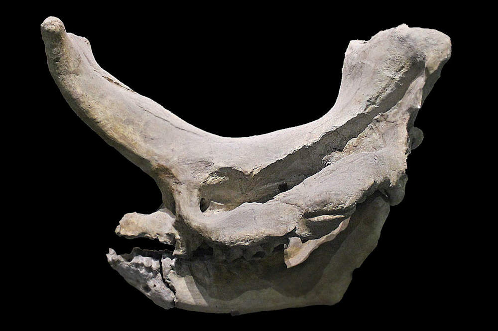 This is the skull of Embolotherium andrewsi on display at the Tianjin Natural History Museum.  The nasal protrusion (horn) is very elongated and nearly hollow. Photo by: Jonathan Chen [background removed] (CC BY-SA 4.0)