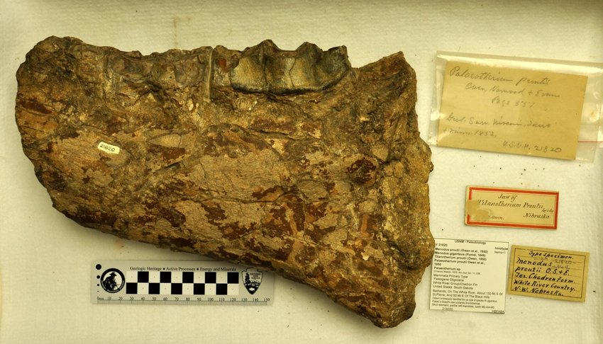 Lower jaw referred to as 'Prout's Palaeotherium Specimen' collected by fur trader Alexander Culbertson from the White River Badlands in 1843. USNM 21820. (Photo-Vincent Santucci) Figure 3 from Santucci (2017))