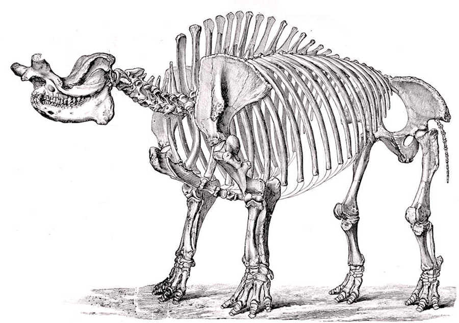 Skeletal reconstruction of a Brontothere after Marsh from the 1897 book 