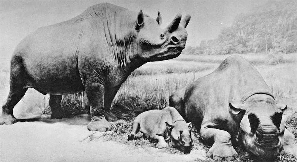 Restoration of a group of Megacerops. The largest one is around 8.6 feet (2.6) tall.  From the Field Museum of Natural History, Report Series Volume IX, 1931. Public Domain.