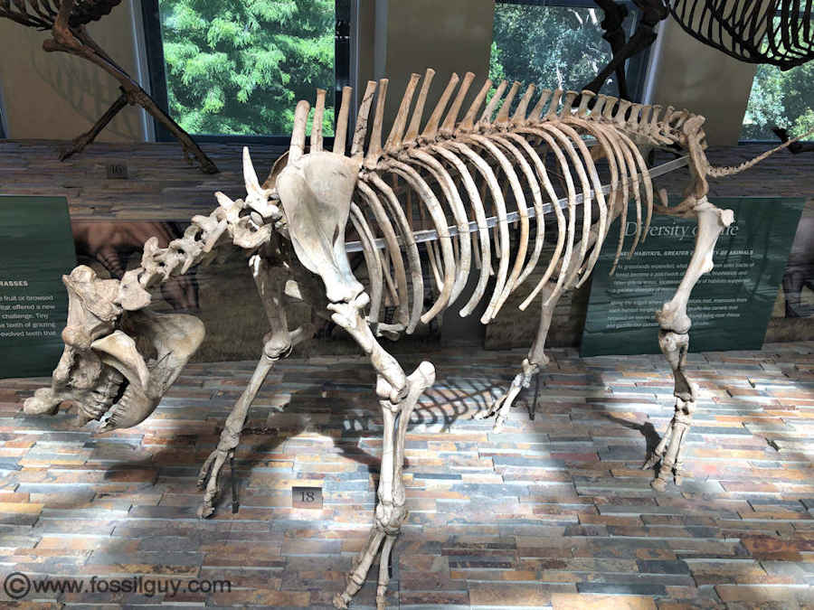 Megacerops skeleton on display at the Museum of Natural History in Los Angeles..