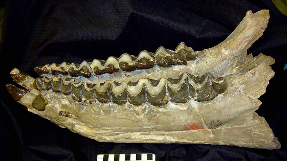 Lower jaw of Megacerops (Specimen USNM V 8782) from the White River Group in South Dakota. Specimen
from the National Museum of Natural History
