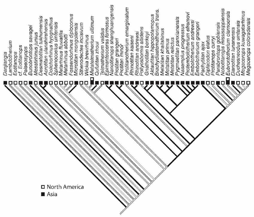 Figure 201 from Mihlbachler, 2008 showing a modern cladogram (evolutionary tree) he produced from an extensive phylogenetic analysis of brontotheres from North America, Asia, and Easern Europe.  This also shows the numerous dispersal events between North America and Asia.  Notice the tree has numerous branches at many different intervals.  This modern tree shows no simple linear progression that is often used.