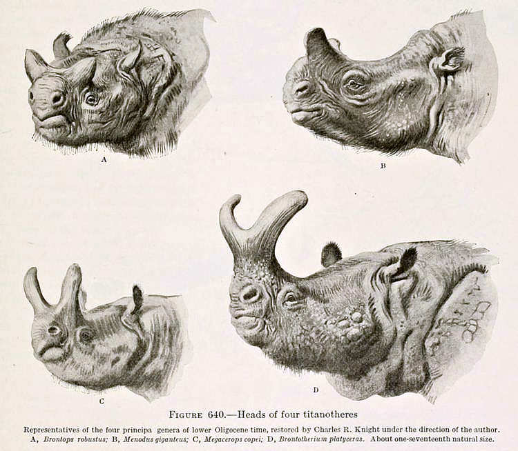 These are four reconstructed heads of Megacerops.  These were originally thought to be four different genera, but are now grouped under the Megacerops genus. The differences are due to different aged animals and individual variation.  From the 1929 monograph “The titanotheres of ancient Wyoming, Dakota, and Nebraska.