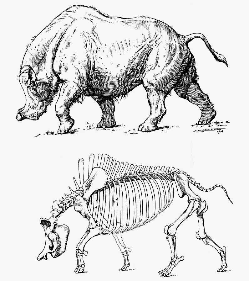A skeleton and restoration of an 11.8 ft (3.6 m) brontotheres in the 1929 monograph “The titanotheres of ancient Wyoming, Dakota, and Nebraska.