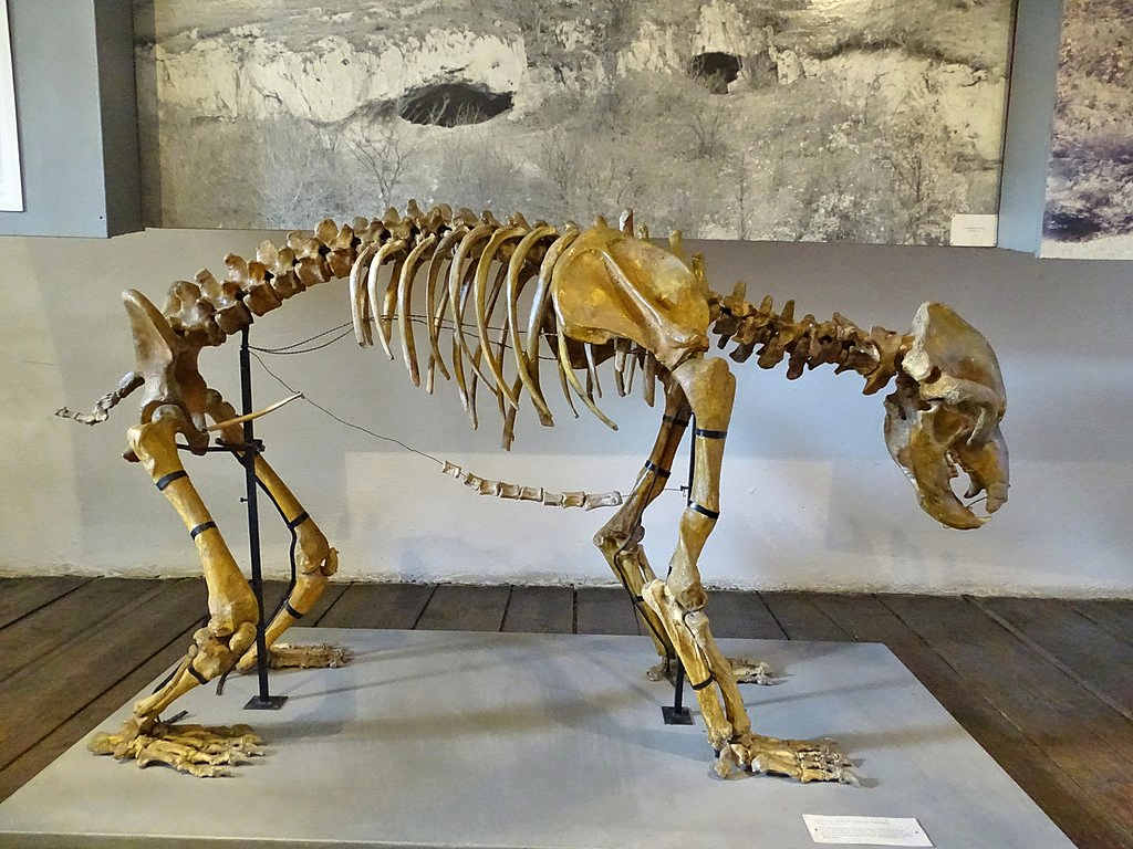 The skeleton of a cave bear found in the bear cave near winds on the lake, Austria.   Image by: Liuthalas - CC BY-SA 4.0
