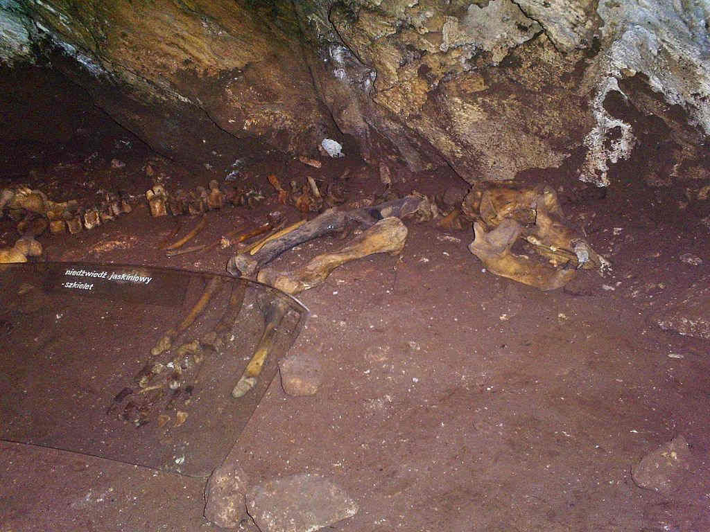 Skeleton of a cave bear as found in Jaskinia Niedzwiedzia Cave in Kletno, Poland. Image by: Tanja5 - CC BY 3.0