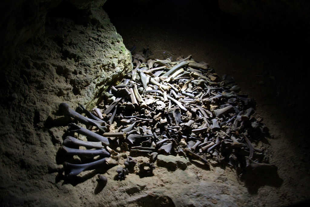 Cave bear bones as they lay in Pottenstein (Devils Cave), Germany. Image by: Janericloebe - Public Domain.
