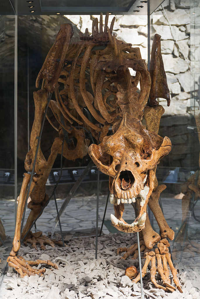 Cave bear skeleton in Bear Cave in Kletno, Poland.  Image by: Jacek Halicki - CC BY-SA 3.0 PL