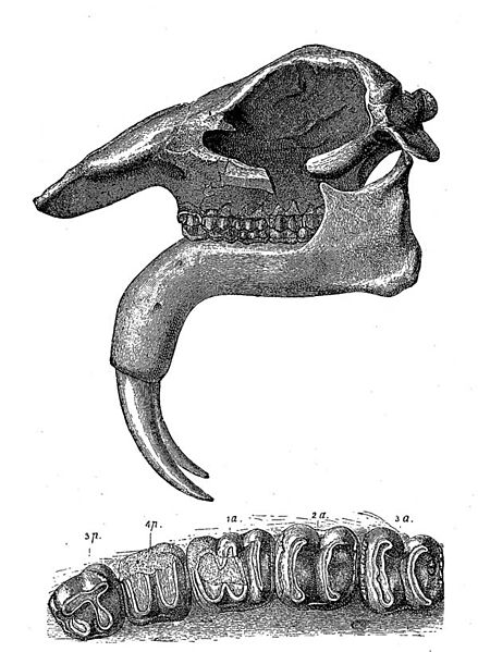 This is an illustration of a Dinotherium giganteum head and jaw.  It's from the book Kameno doba by Jovan Zujovic (1856-1936), published in Belgrade in 1893. Public Domain.