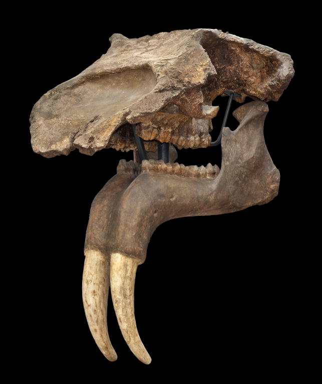 A Deinotherium skull and cast of mandible from Deinotherium giganteum. Specimen # PV IR 40631 at the British Museum of Natural History