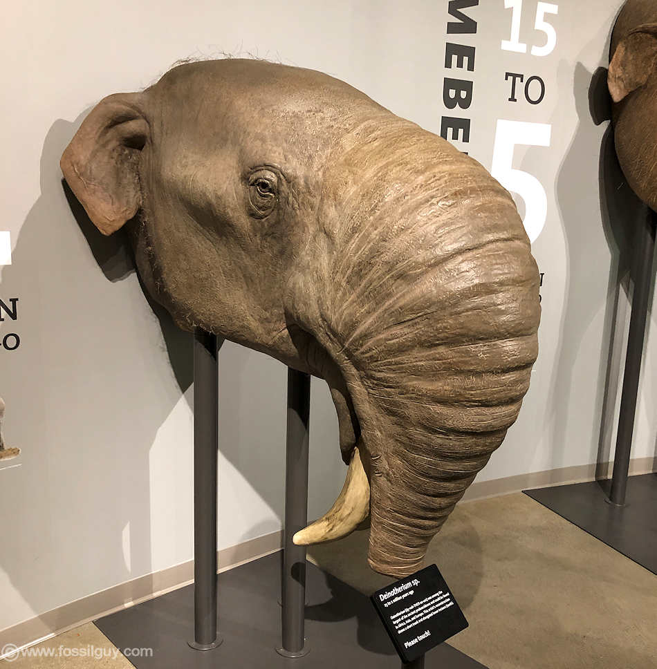A life sized model of a scientifically accurate Deinotherium giganteum head on display at the La Brea Tar Pits in Los Angeles.