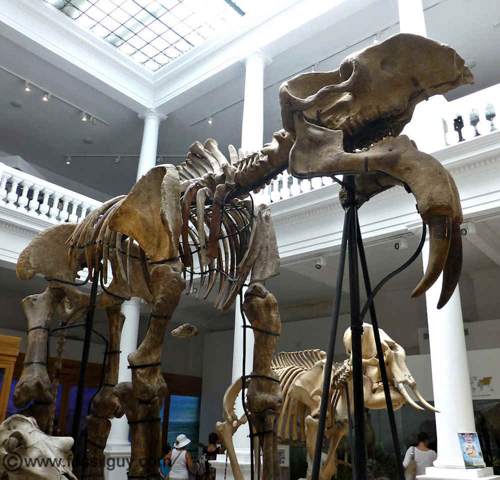 Deinotherium - The Terrible Beast - Facts and Information about the  prehistoric giant elephant