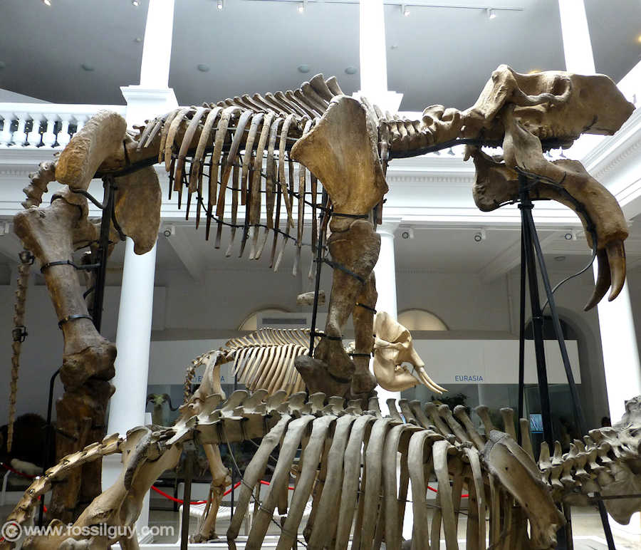 Side view of the mounted Deinotherium giganteum on display at the Natural History Museum of Bucharest.