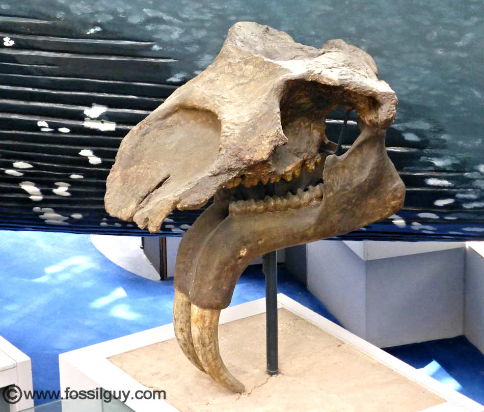 FOSSIL HUNTRESS: DEINOTHERIUM: PREHISTORIC ELEPHANTS