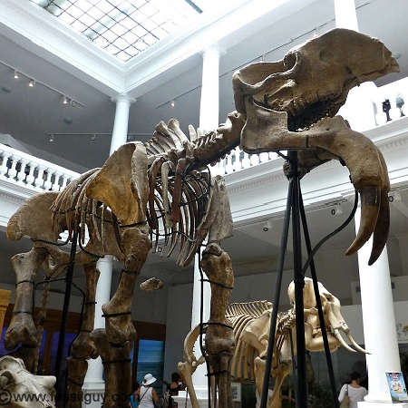 Deinotherium