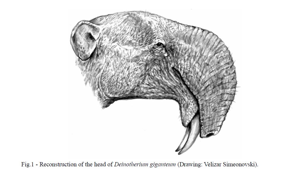Fig. 1 from Markov et al. (2001). Reconstruction of the head of Deinotherium giganteum (Drawing: Velizar Simeonovski).