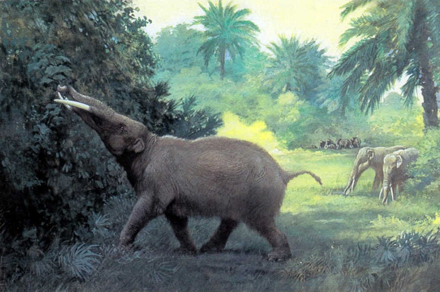 A 1901 painting by Charles R. Knight that shows a Gomphothere eating vegetation from a tree.