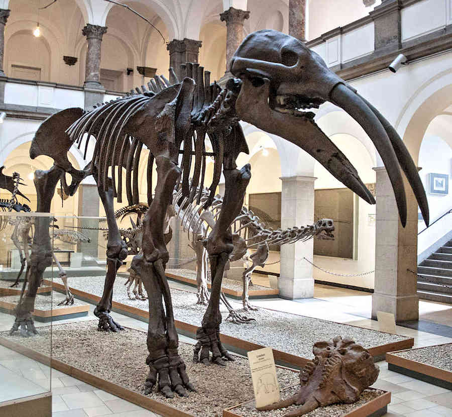 A Gomphotherium specimen on display at the Palaontologisches Museum in Munchen.  Image by Szilas.