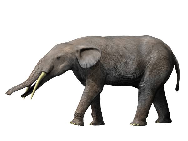 Illustration of a Gomphotherium angustidens by Nobu Tamura CC BY-SA