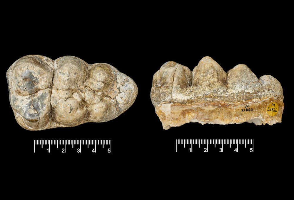 Two views of an upper left M3 Molar of Gomphotherium libycum (Specimen PV M 21866) from the 
British National History Museum