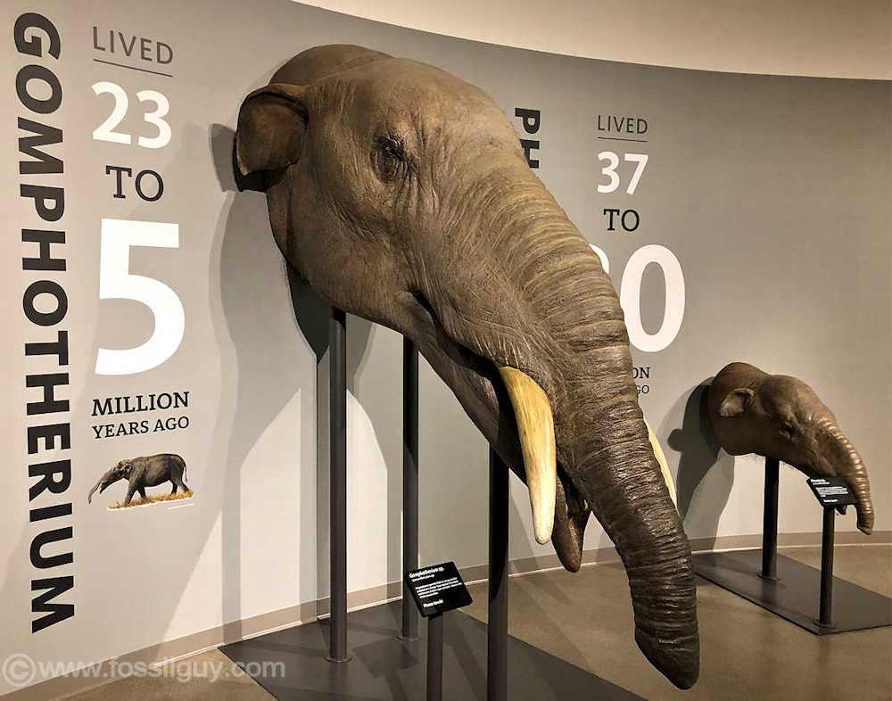 A life-sized model head of a Gomphothere on display at the La Brea Tar Pits in Los Angeles. 