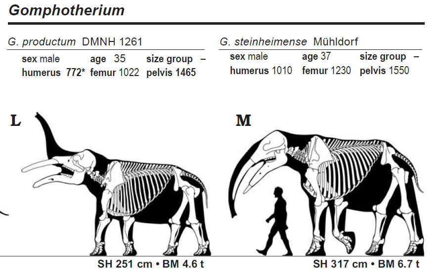 This illustration shows the sizes of two Gomphotherium specimens, G. productum and G. steinheimense. From Appendix 1 of Larramendi (2016).