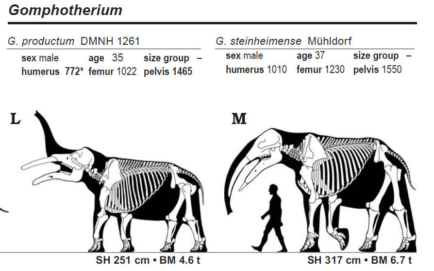 Deinotherium enters the LRT with Gomphotherium