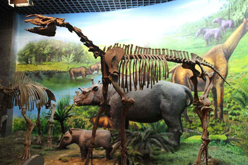 Juxia specimen on display at the Inner Mongolia Museum, Hohhot, China.  Juxia was about the size of a horse and looked like a miniature version of Paraceratherium.  Image Credit: Gary Todd (CC 0 1.0)  Image Credit: Gary Todd (CC 0 1.0)