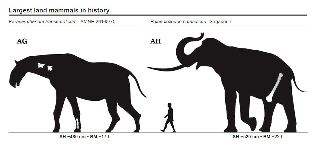 Size comparison of the two largest land mammals in history - Palaeoloxodon namadicus and Paraceratherium transouralicum. These are reconstructed from the fossil bones shown in the diagram.  Image from Apendix 1 of Larramendi, Asier (2015).