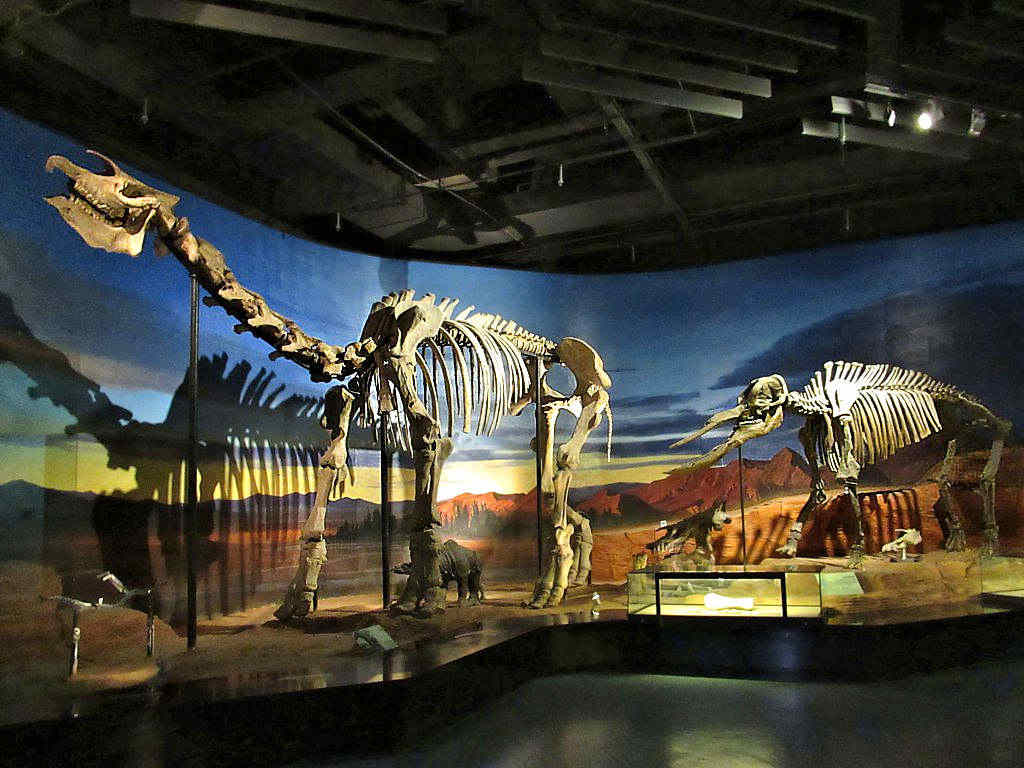 Paraceratherium lepdium skeleton on the left at the Turpan Regional Museum in Turpan, Xinjiang, China.  Image cedit: David Stanley (CC BY 2.0)