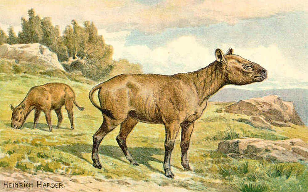Painting of a Hyracodon by Heinrich Harder (1858-1935) (Public Domain)