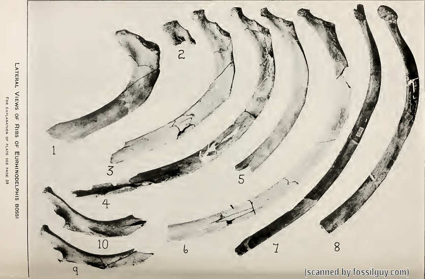 Xiphiacetus (Eurhinodelphis) bossi Fossil Ribs - Plate 14 from (Kellog, 1925)