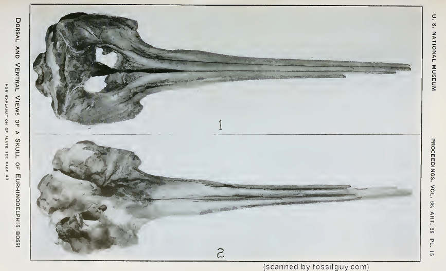 Another Xiphiacetus (Eurhinodelphis) bossi Skull - Plate 15 from (Kellog, 1925)<br>
This one has the end of the long snout broken off.