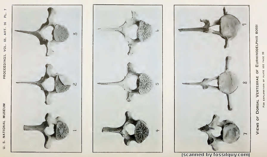 Xiphiacetus (Eurhinodelphis) bossi Dorsal Vertebra - Plate 7 from (Kellog, 1925)