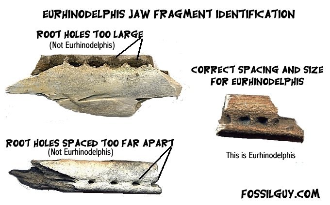 This is an image of a few random jaw fragments. Notice the Xiphiacetus jaw section is very narrow and has small, closely spaced root holes.