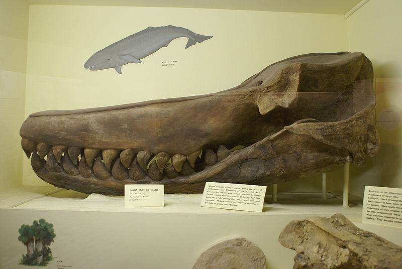 Image of a Miocene Sperm Whale Skull collected in Ssnta Barbara County, CA.  Notice the large teeth in BOTH
the upper and lower jaws.  Prehistoric Sperm Whales often had teeth in both their jaws, where living Sperm Whales only have
teeth in their lower jaws.<br>
By Franko Fonseca from Redondo Beach, USA (Giant toothed whale skull Uploaded by FunkMonk).