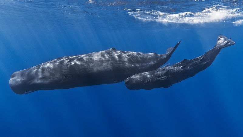 SPERM WHALE FACTS
